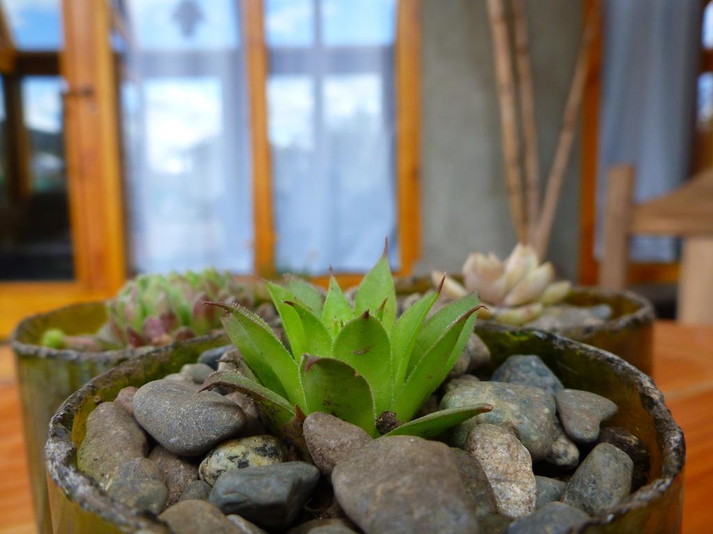 Earthship Patagonia Eco Accommodations El Bolsón Zewnętrze zdjęcie